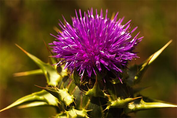 Milk thistle helps in the absence of male hormone in the body
